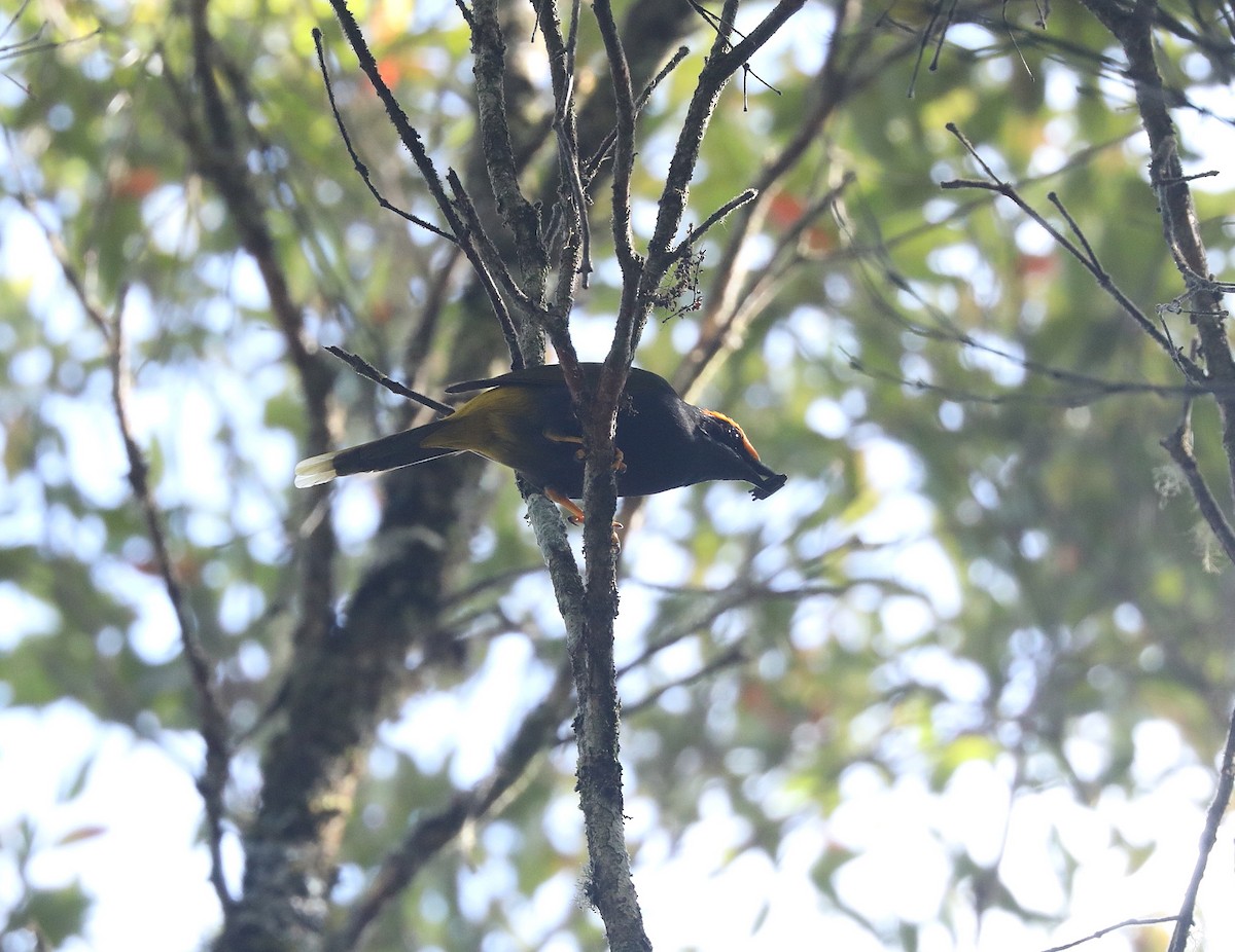 Fiery-browed Myna - ML622967110