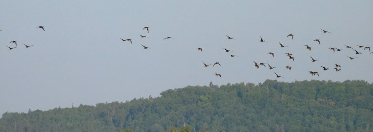 Mallard/American Black Duck - ML622967120