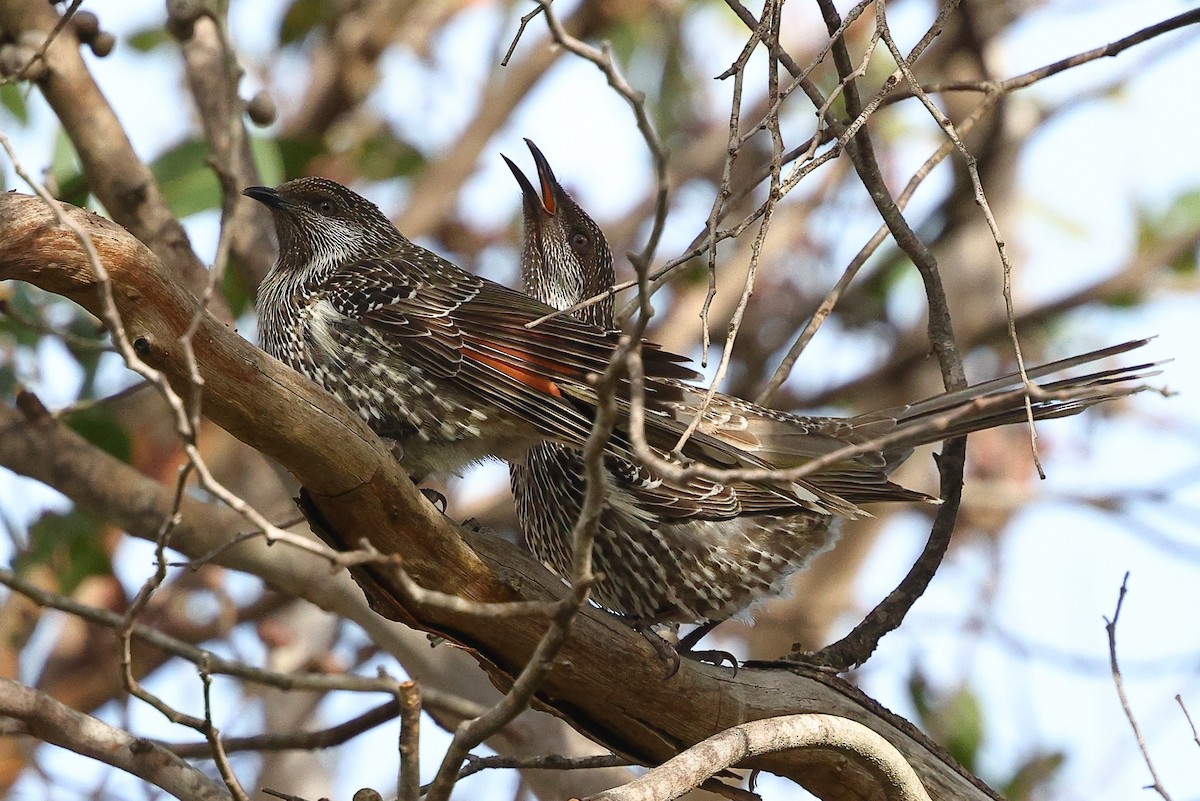 Little Wattlebird - ML622967132