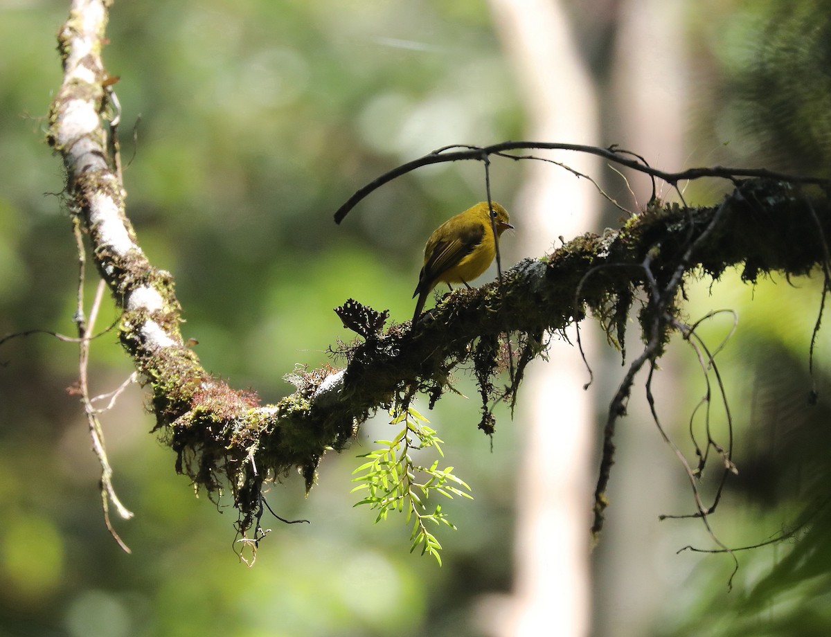 Gobemoustique canari - ML622967137