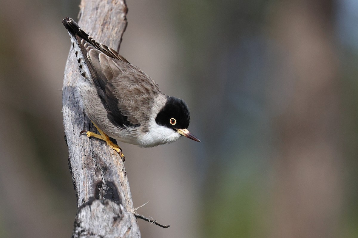 Varied Sittella (Black-capped) - ML622967173
