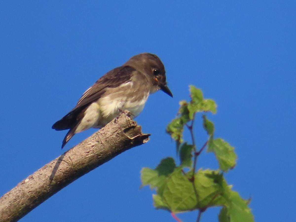 new world flycatcher sp. - ML622967176