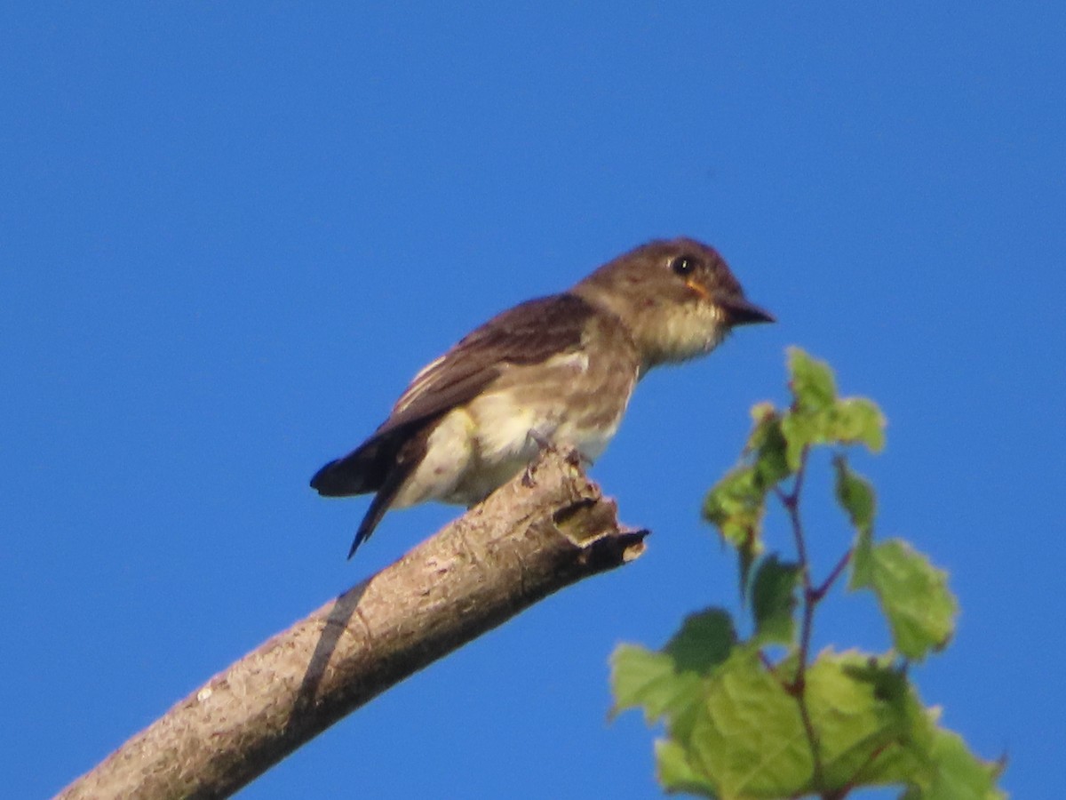 new world flycatcher sp. - ML622967177