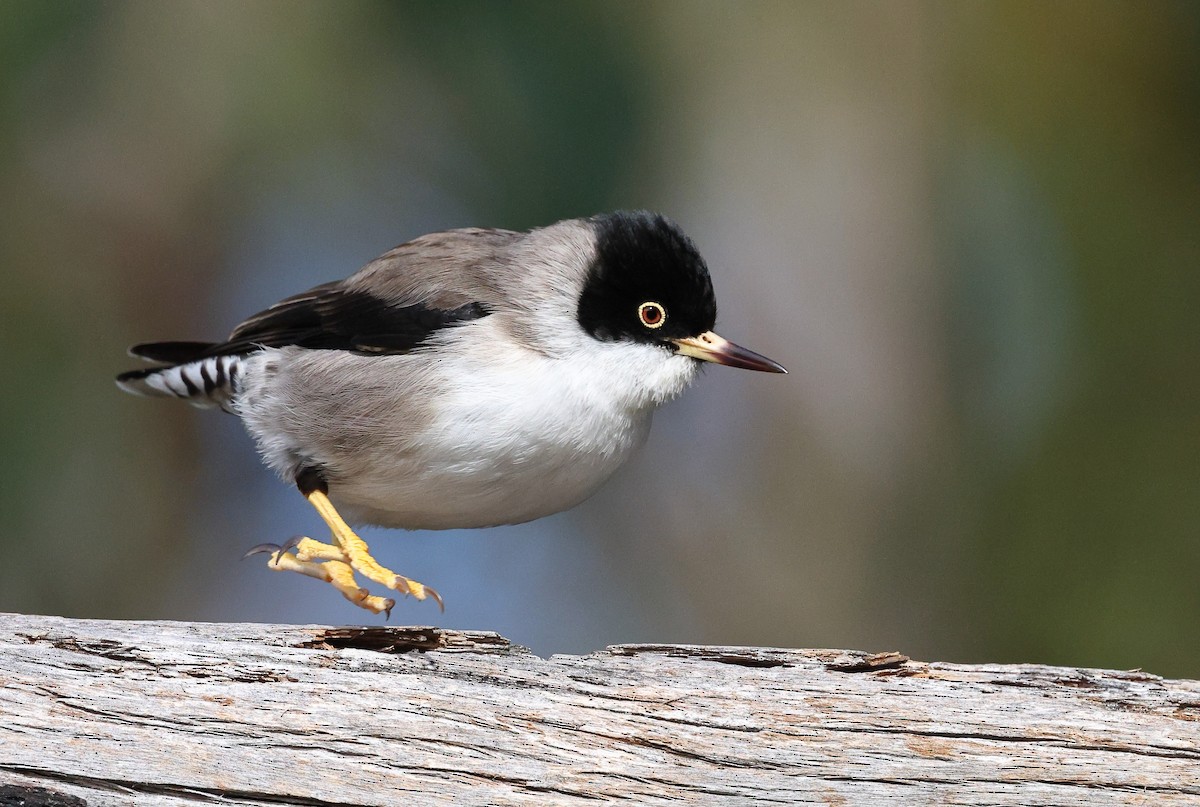 Varied Sittella (Black-capped) - ML622967179