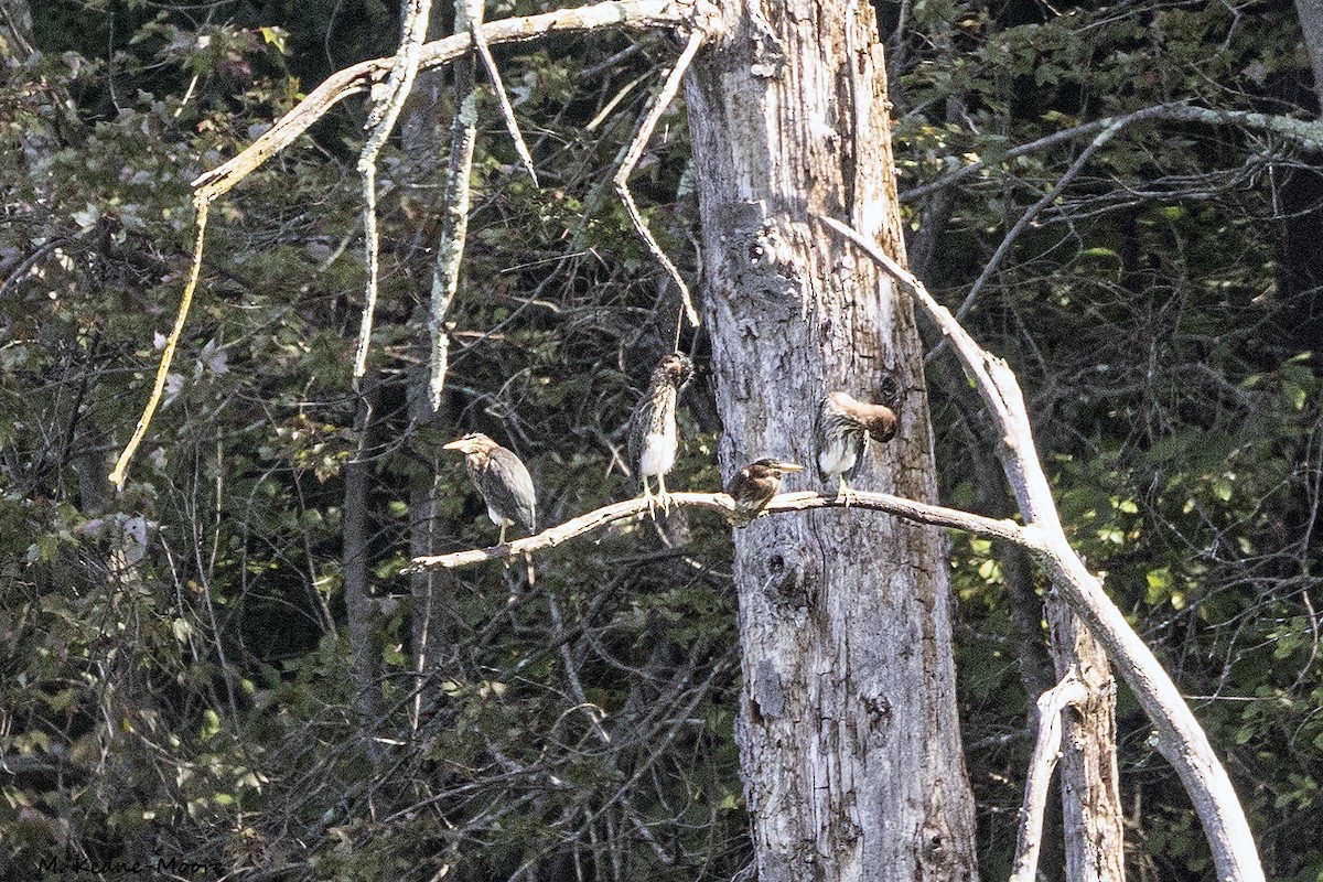 Green Heron - ML622967185