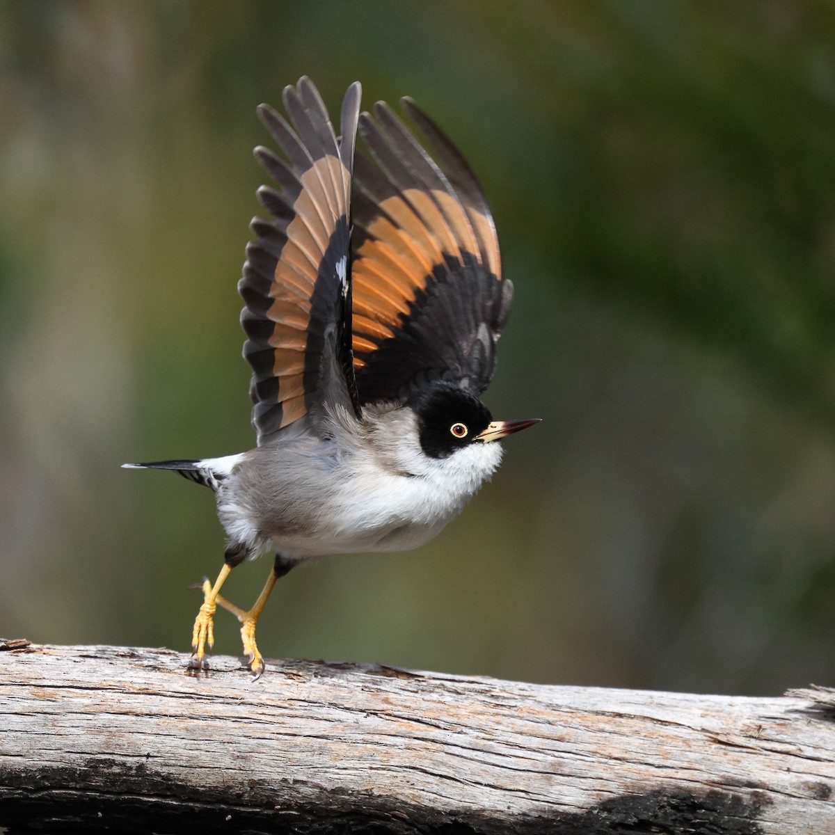 Varied Sittella (Black-capped) - ML622967186