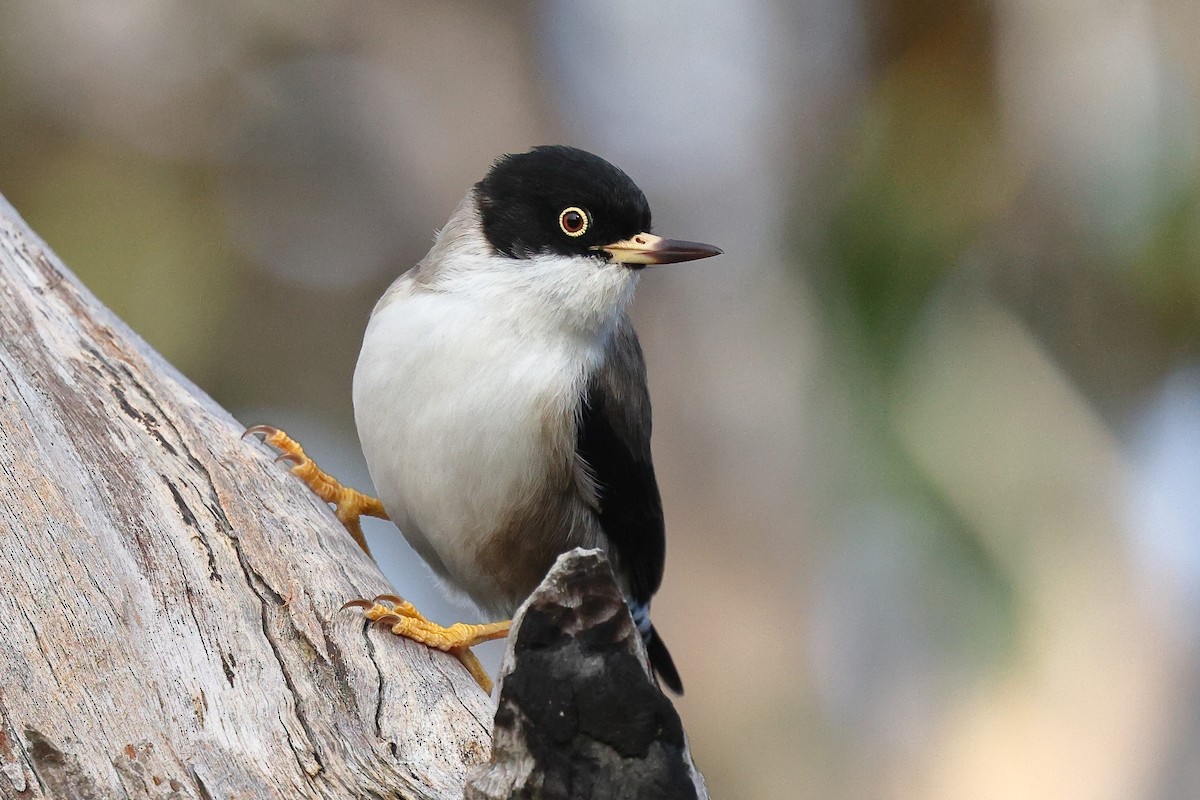 Varied Sittella (Black-capped) - ML622967189