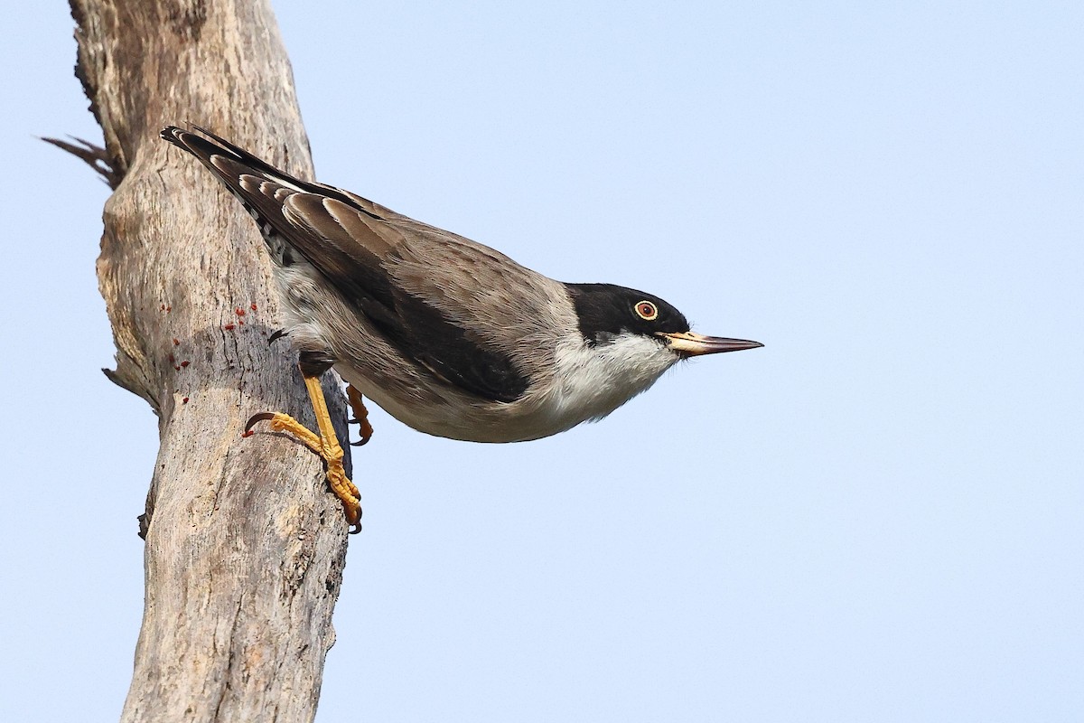 Varied Sittella (Black-capped) - ML622967198