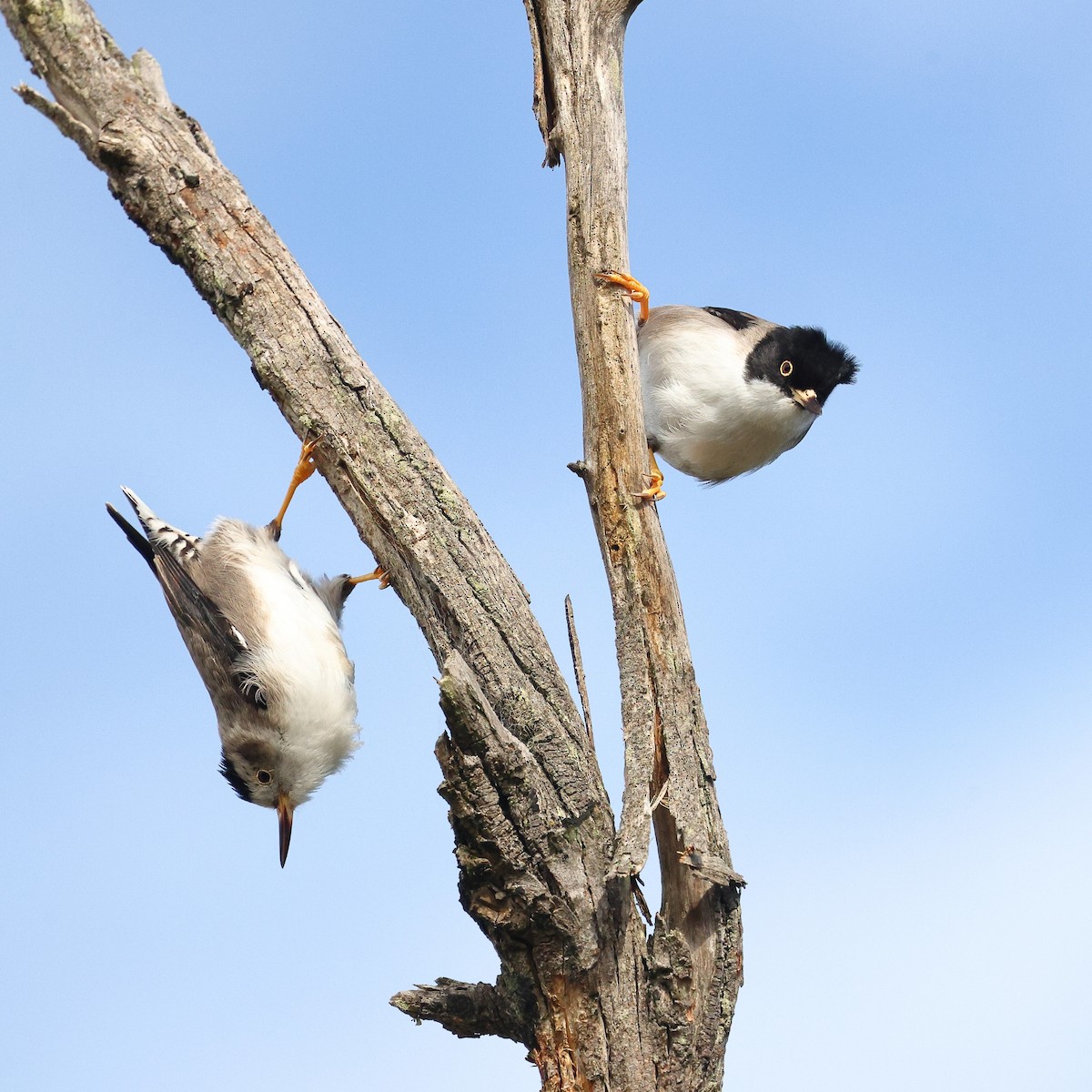 Varied Sittella (Black-capped) - ML622967202
