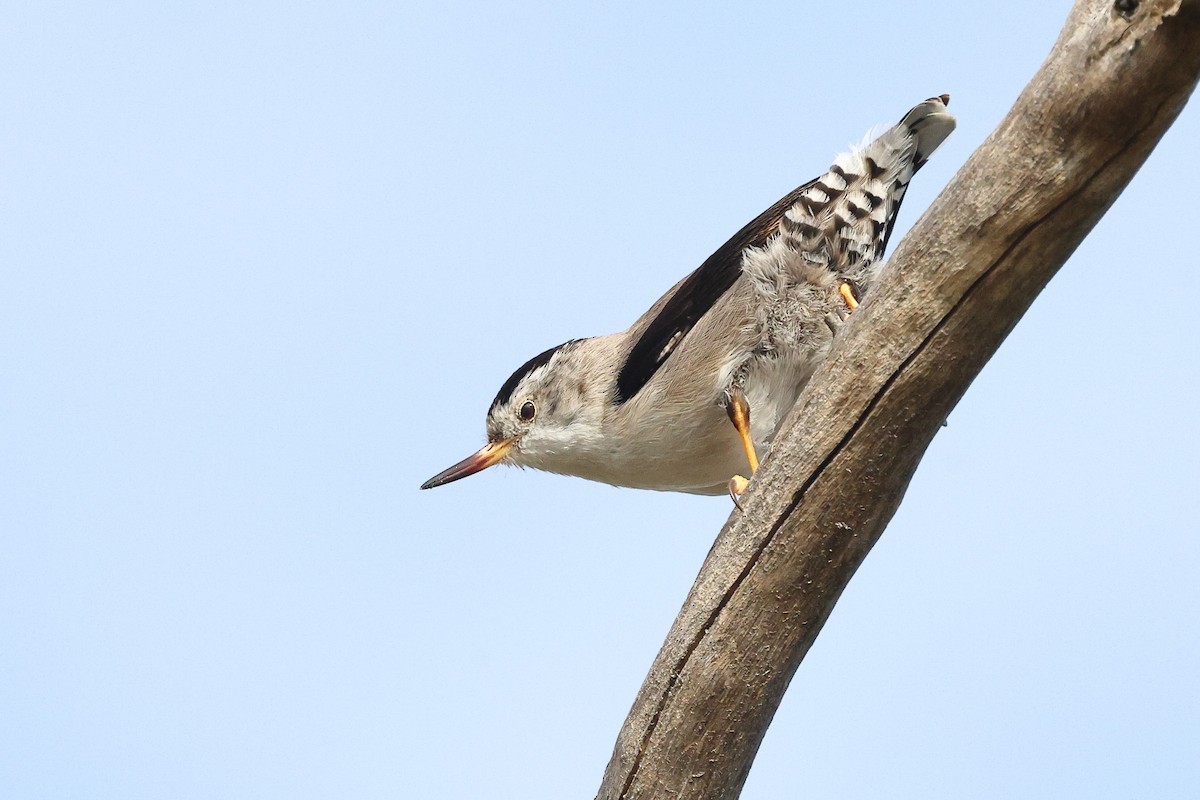 Varied Sittella (Black-capped) - ML622967207