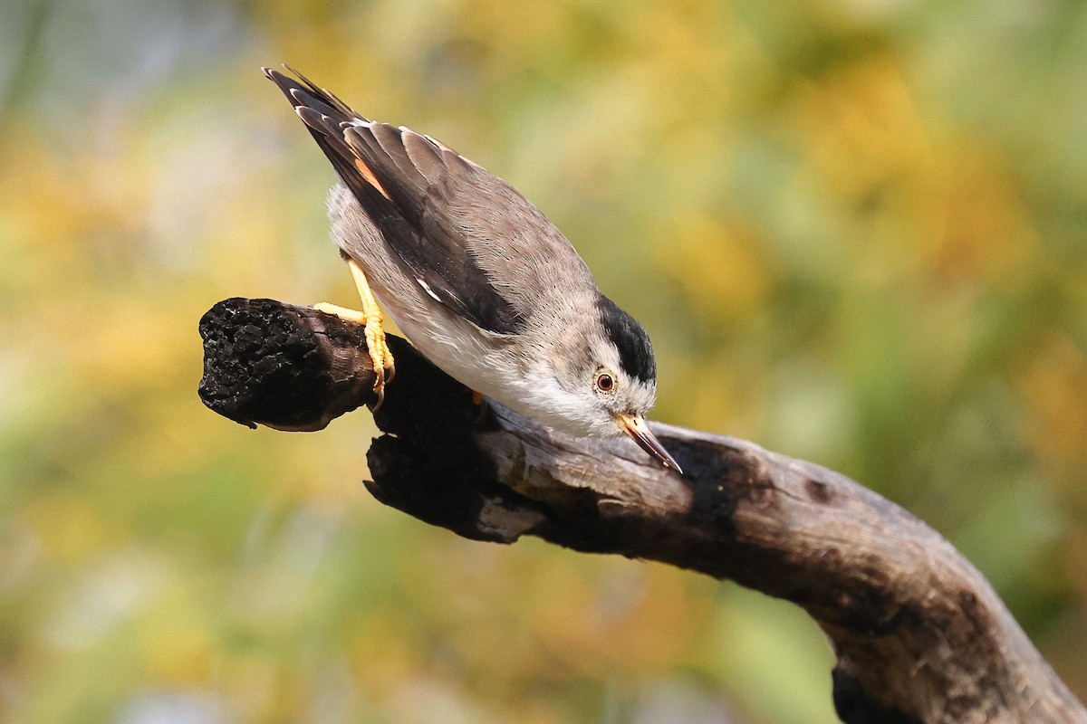 Varied Sittella (Black-capped) - ML622967208