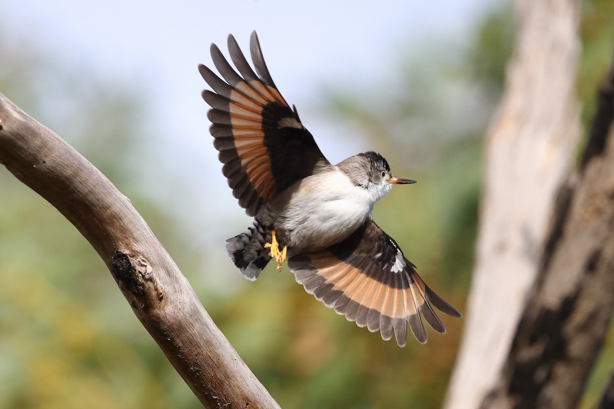 Varied Sittella (Black-capped) - ML622967211
