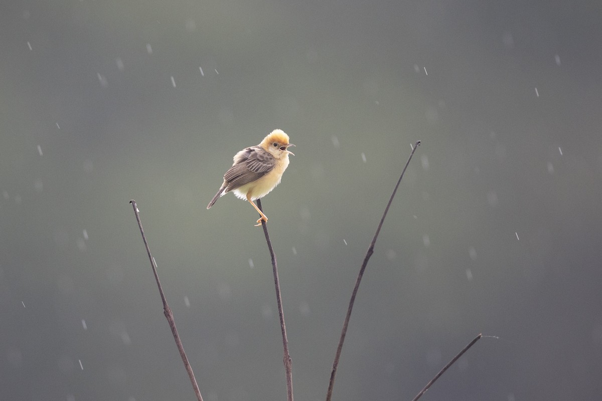 Golden-headed Cisticola - ML622967214