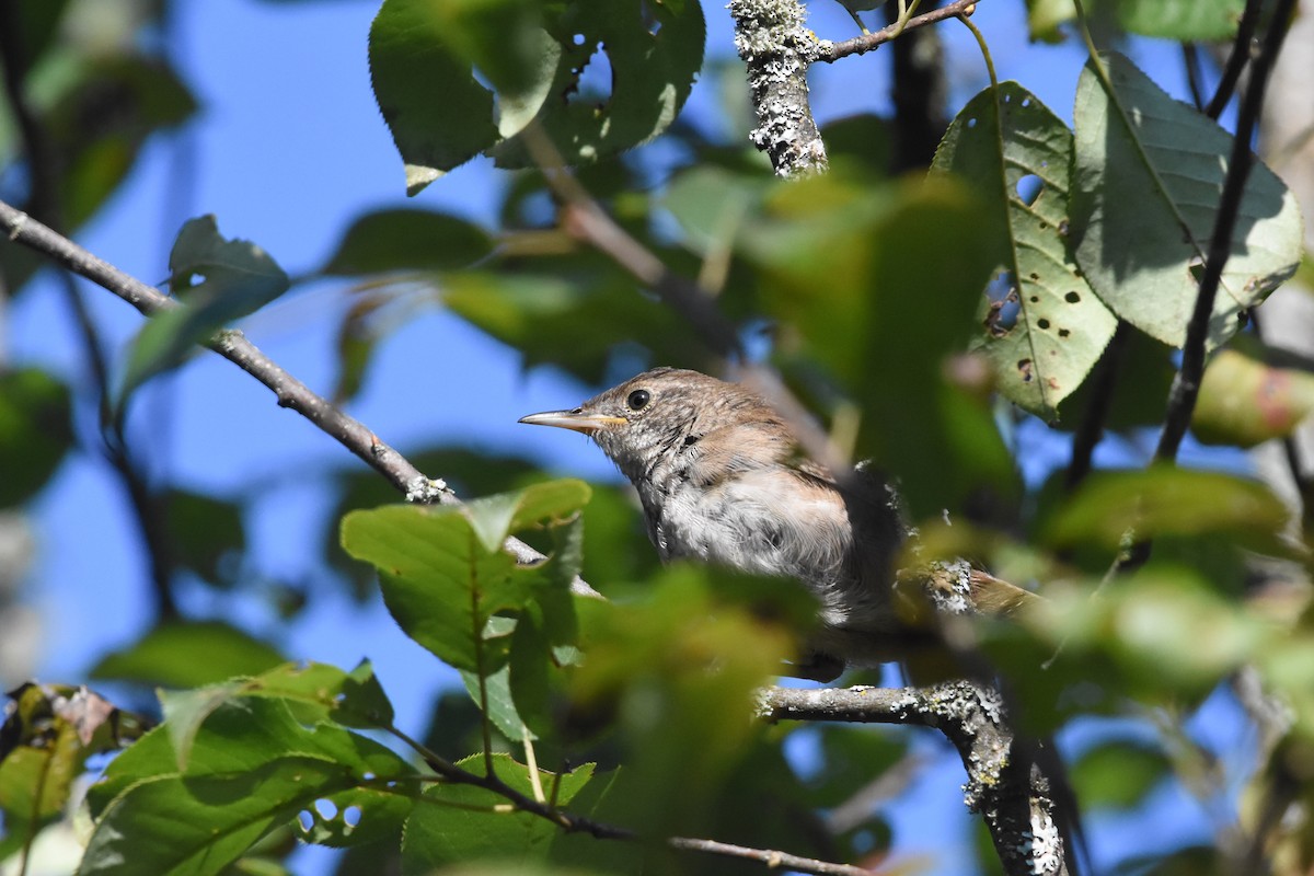 House Wren - ML622967223