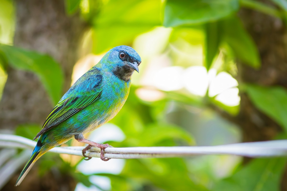 Blue Dacnis - ML622967225