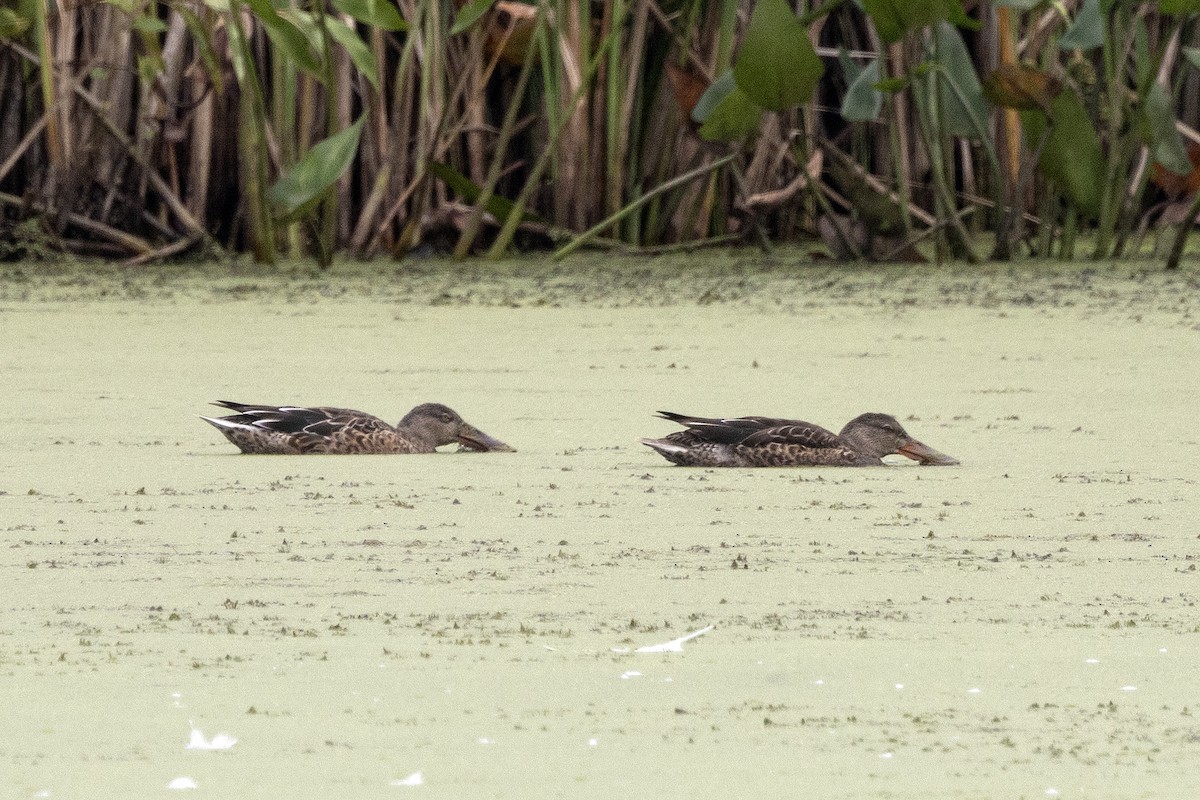 Northern Shoveler - ML622967236