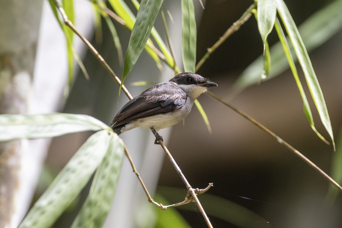 Black-winged Flycatcher-shrike - ML622967245