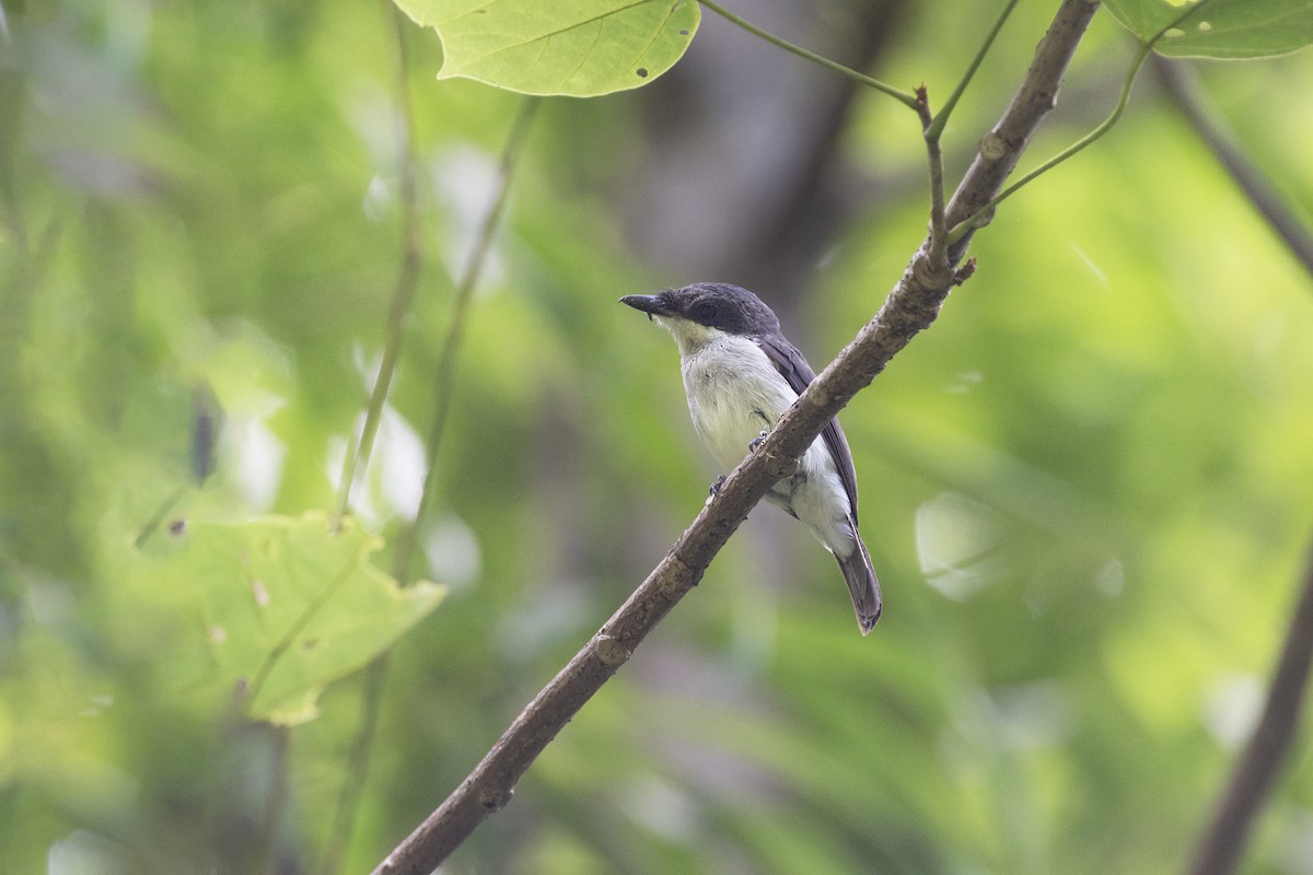 Black-winged Flycatcher-shrike - ML622967246