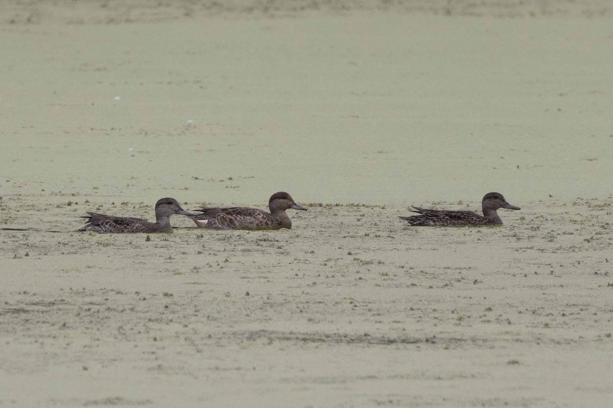 Green-winged Teal - ML622967249