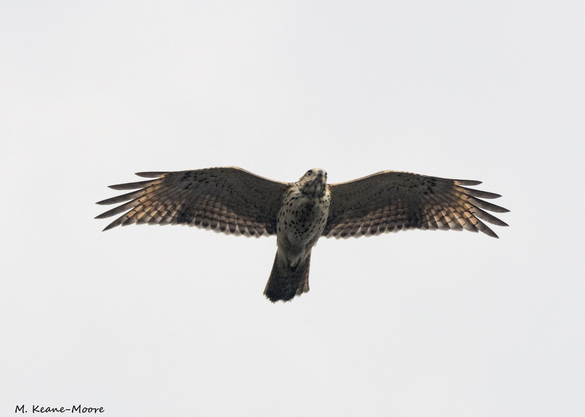 Red-shouldered Hawk - Anonymous