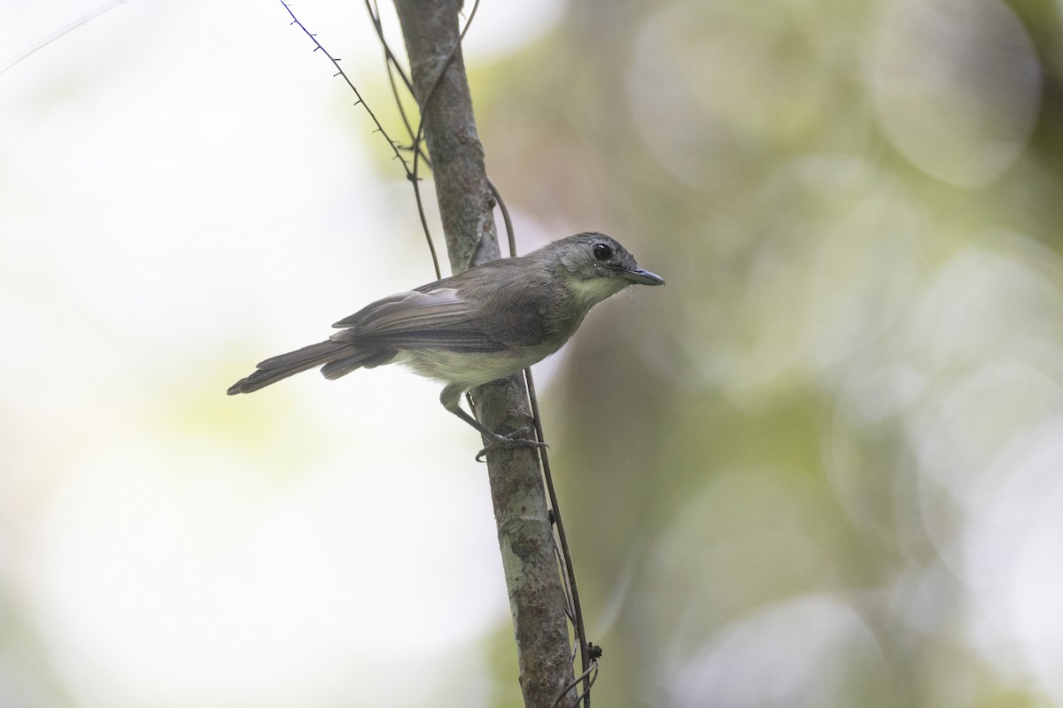 Moustached Babbler - ML622967300