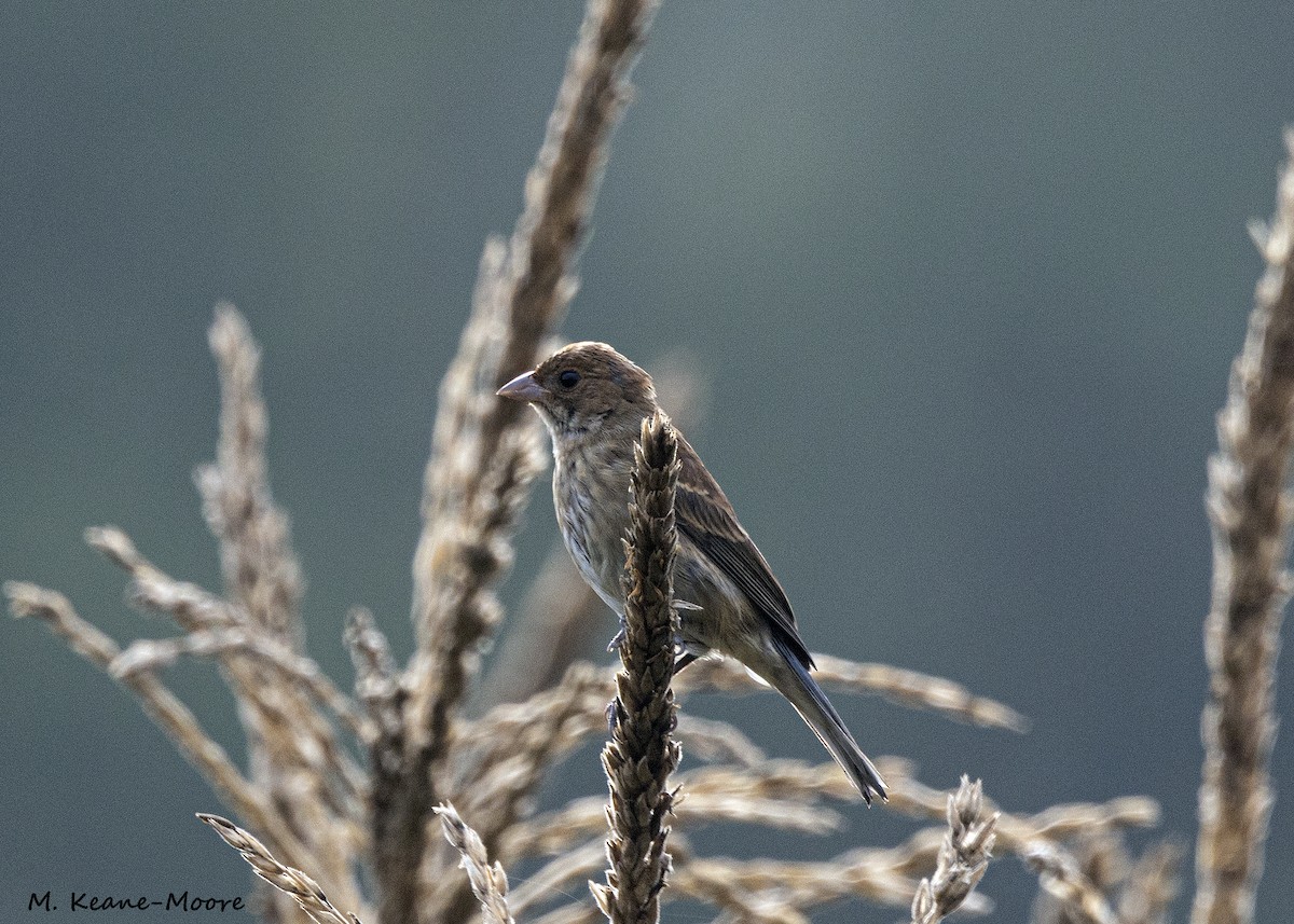 Indigo Bunting - Anonymous