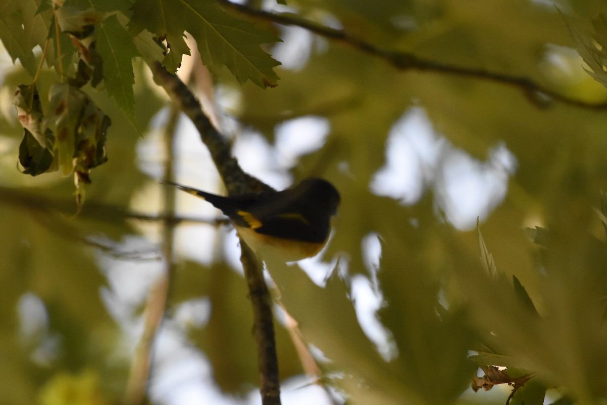 American Redstart - Norma Van Alstine