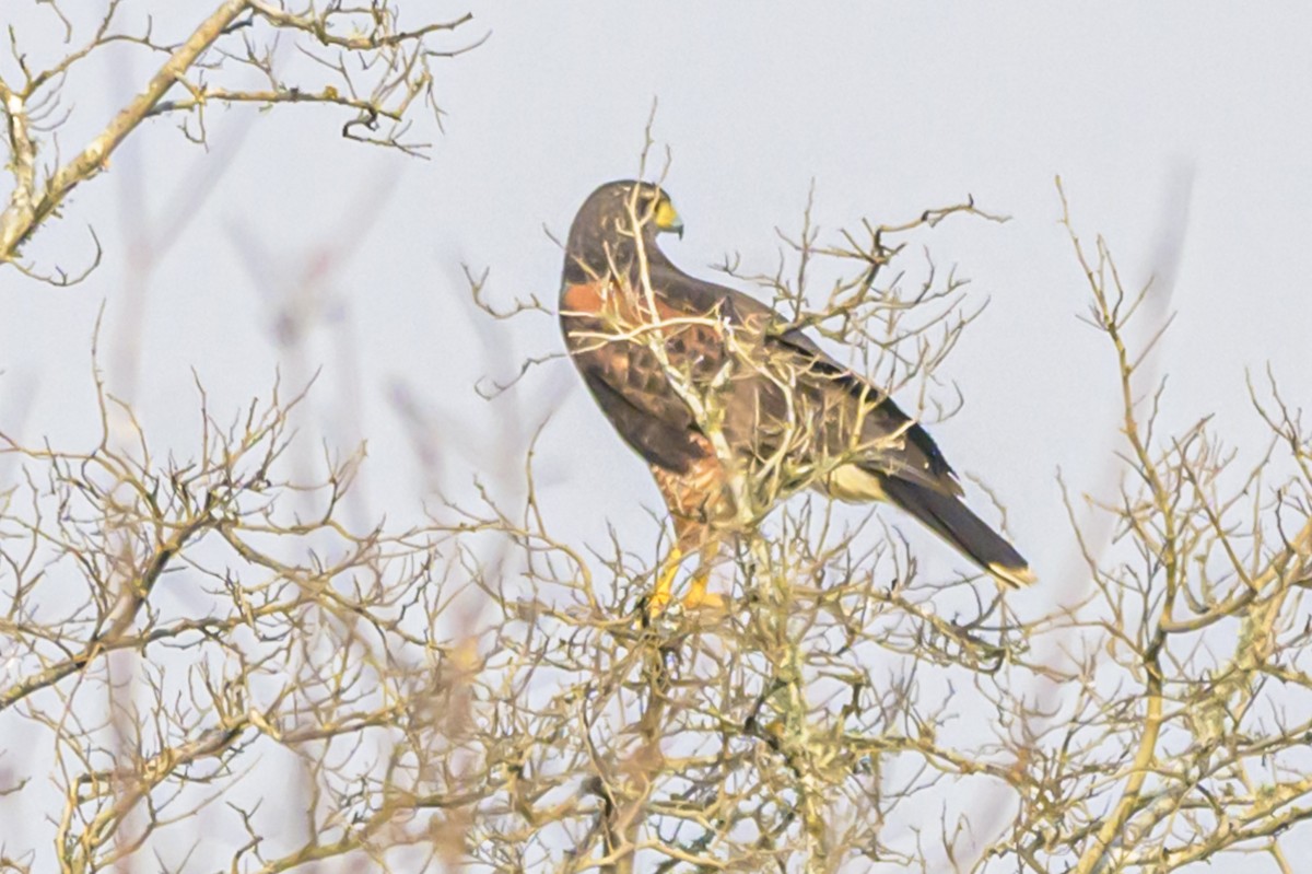 Harris's Hawk - ML622967334