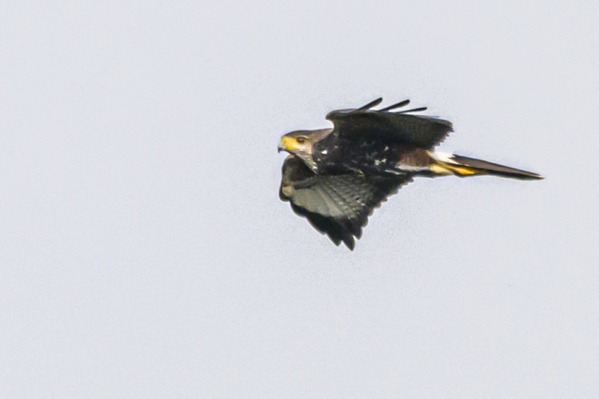 Harris's Hawk - ML622967338