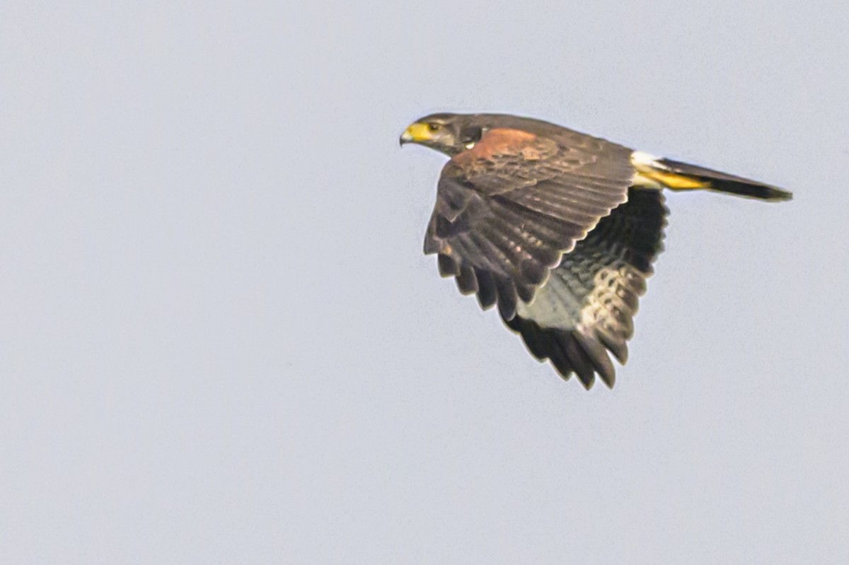 Harris's Hawk - ML622967339