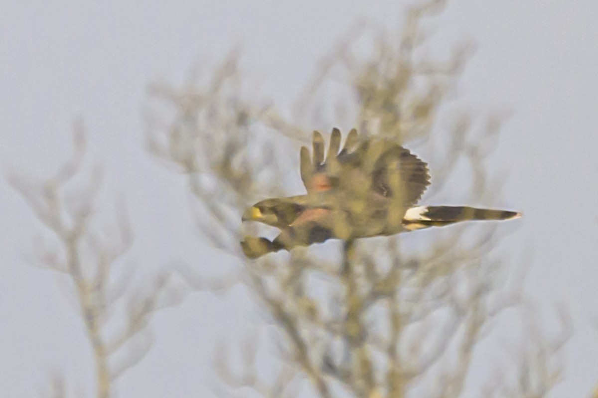 Harris's Hawk - ML622967340