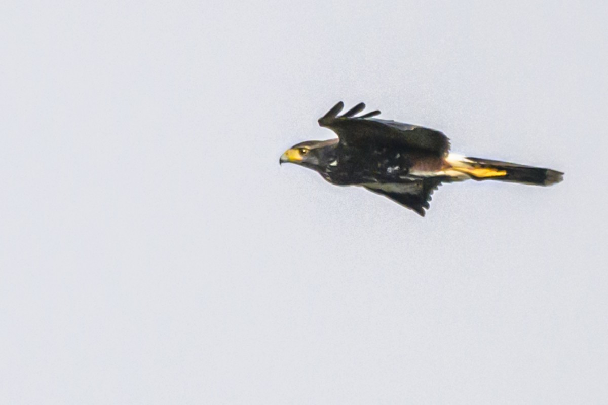 Harris's Hawk - ML622967341