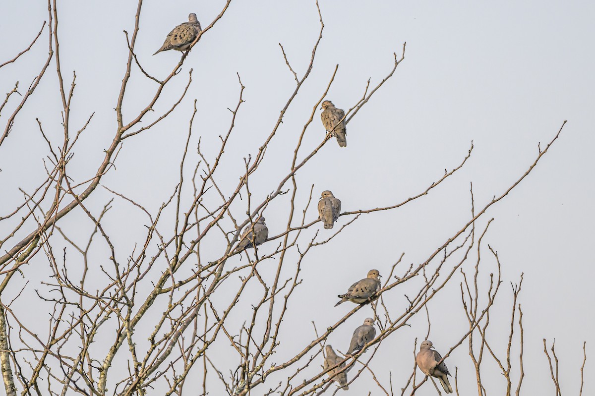 Eared Dove - ML622967348