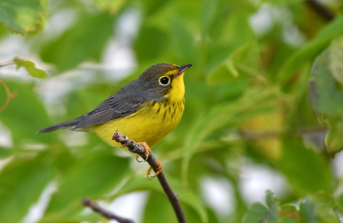 Canada Warbler - ML622967366