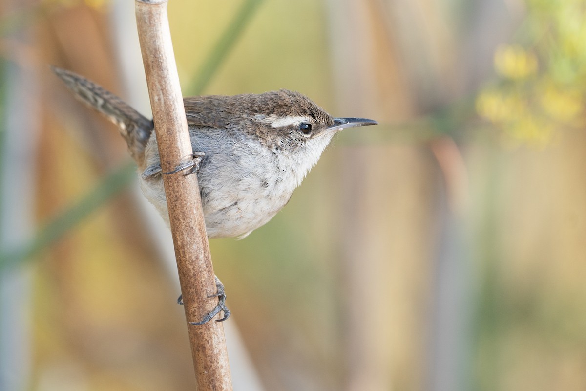 Bewick's Wren - ML622967383