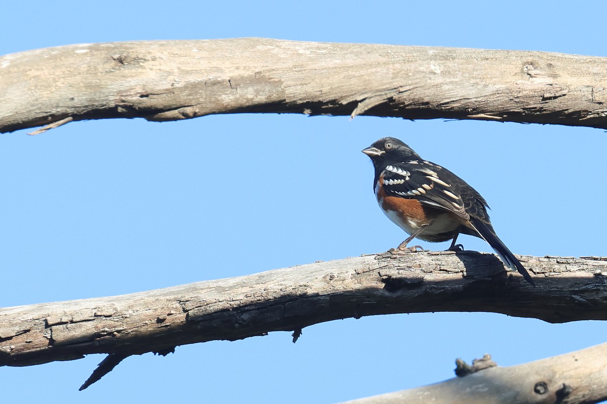 Spotted Towhee - ML622967391