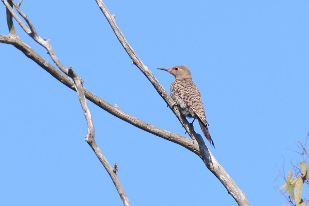 Northern Flicker - ML622967400