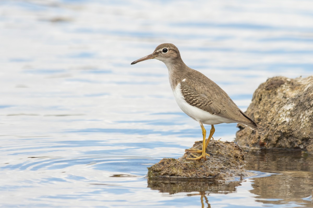 Spotted Sandpiper - ML622967492