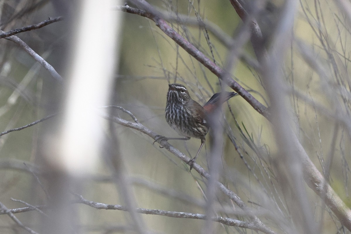 Shy Heathwren - ML622967493