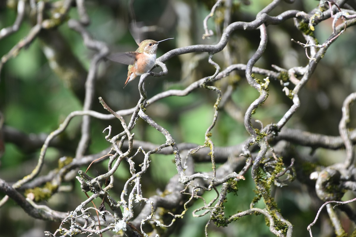 Rufous Hummingbird - ML622967525