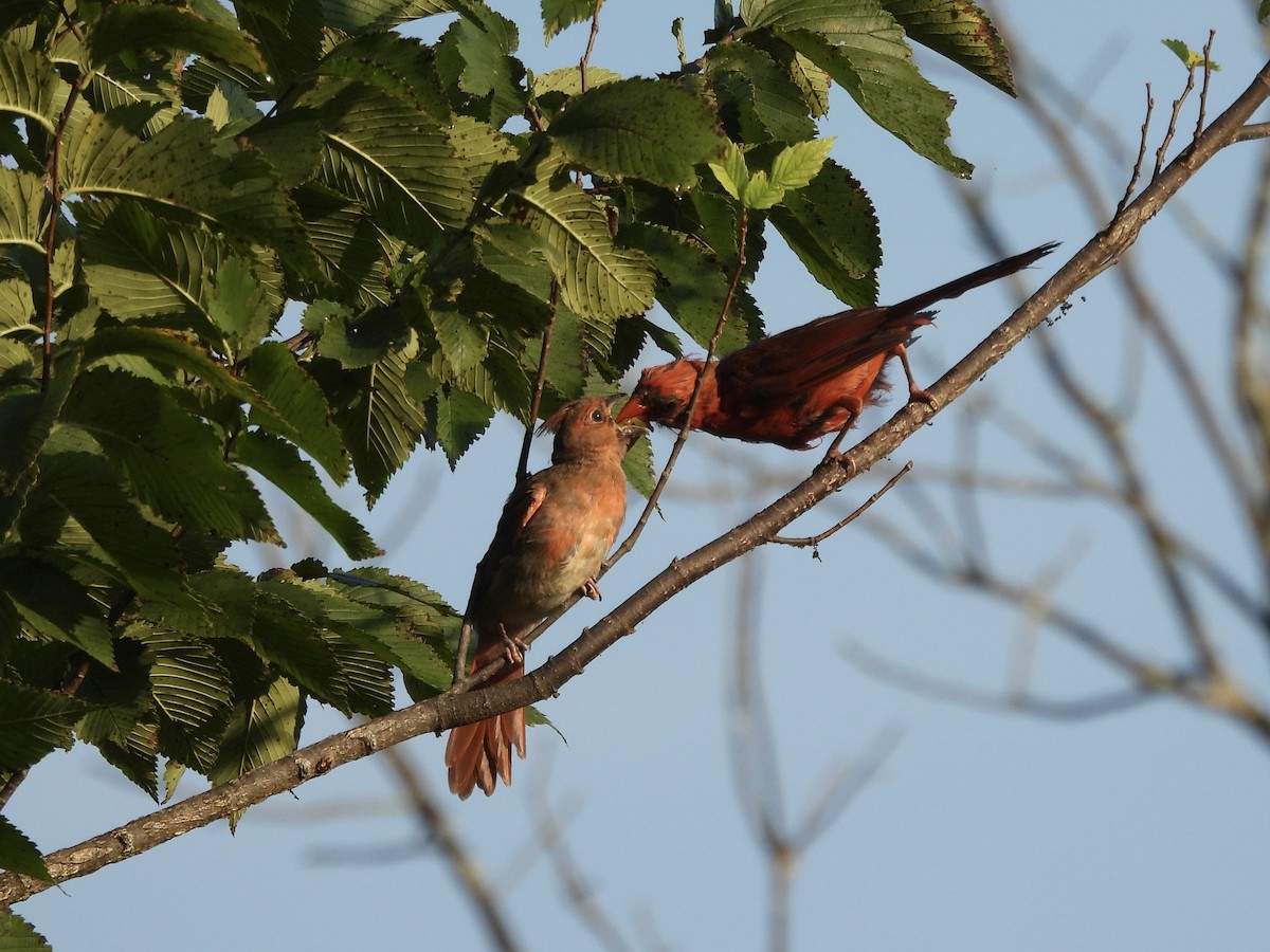 Northern Cardinal - ML622967535