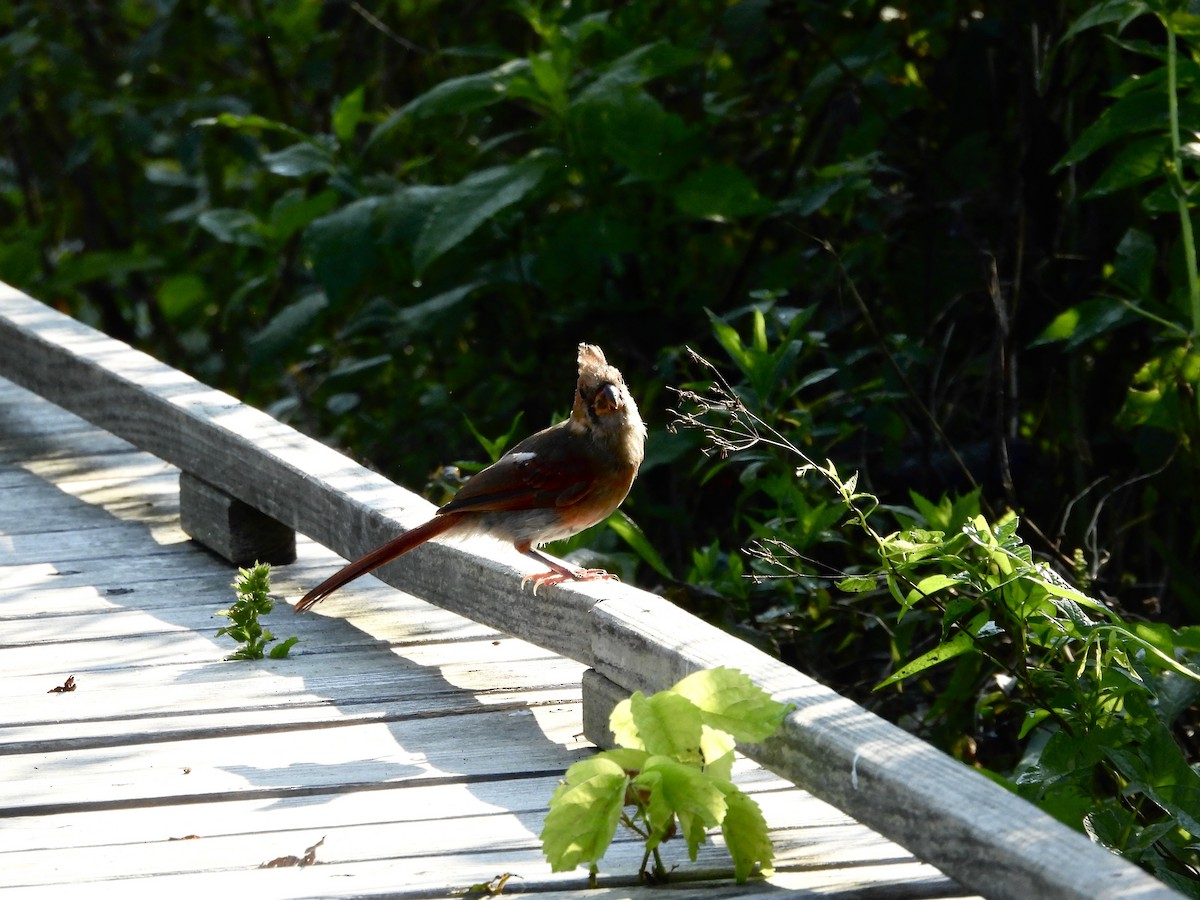 Northern Cardinal - ML622967536