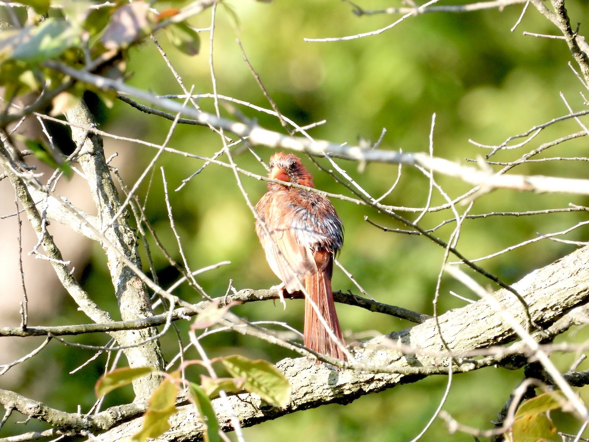 Northern Cardinal - ML622967537