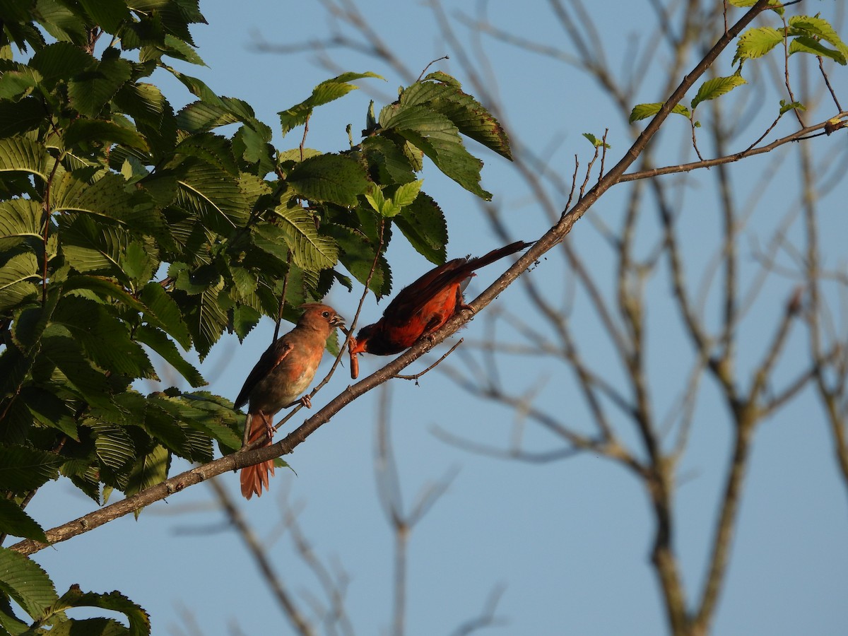 Northern Cardinal - ML622967539