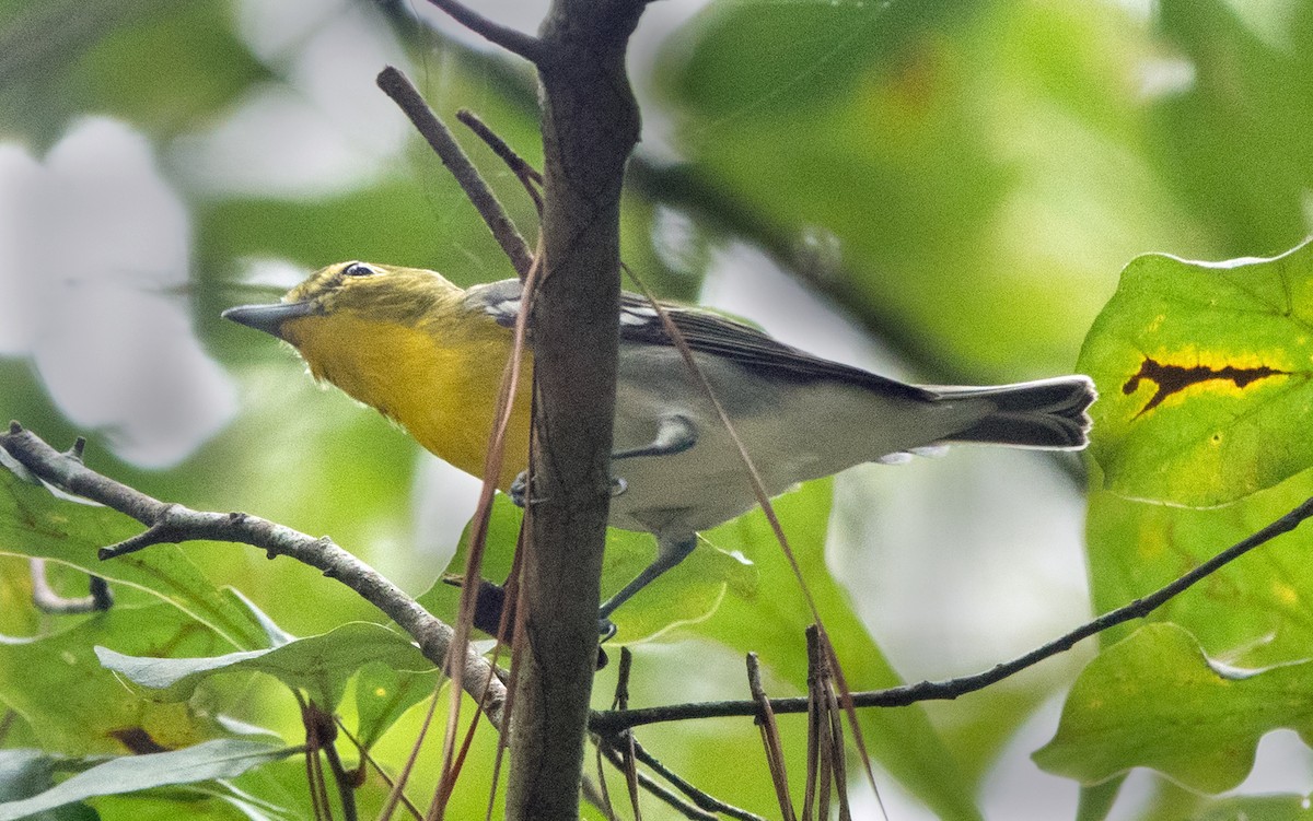 Yellow-throated Vireo - ML622967540