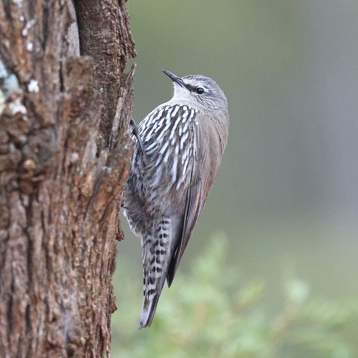 White-browed Treecreeper - ML622967541