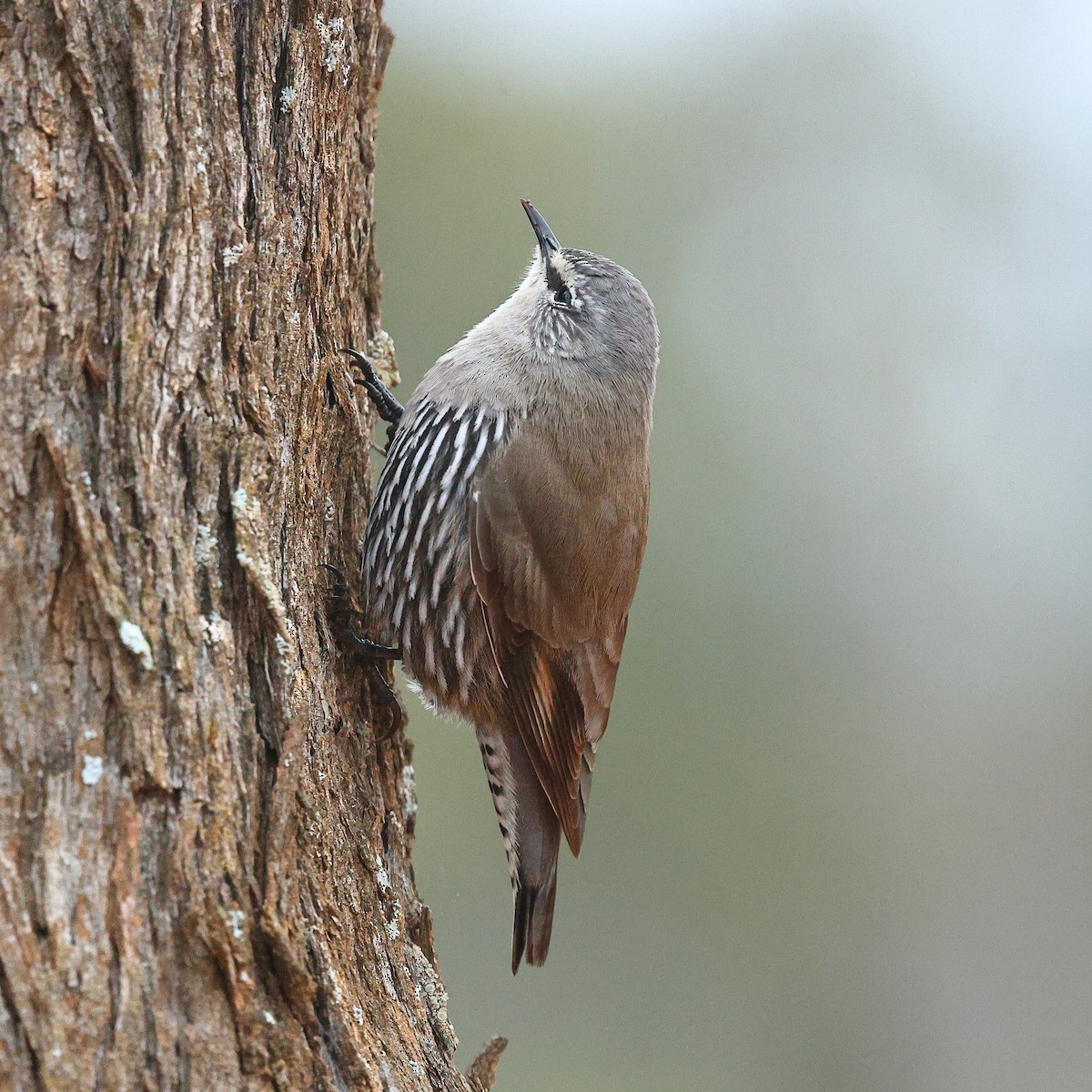 White-browed Treecreeper - ML622967544