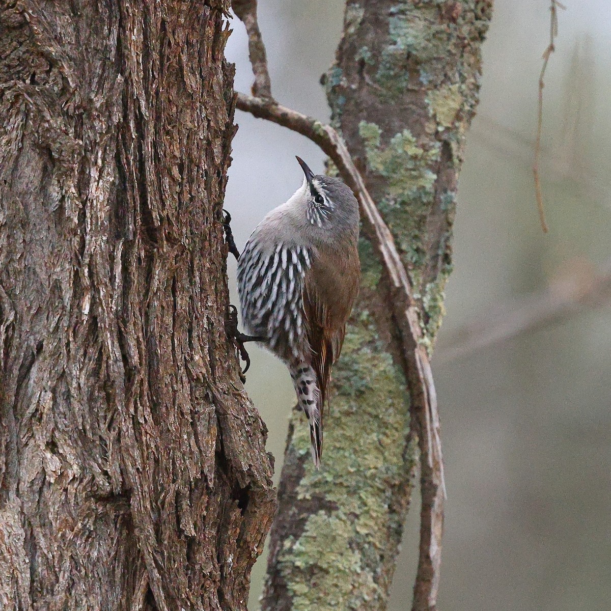 White-browed Treecreeper - ML622967546