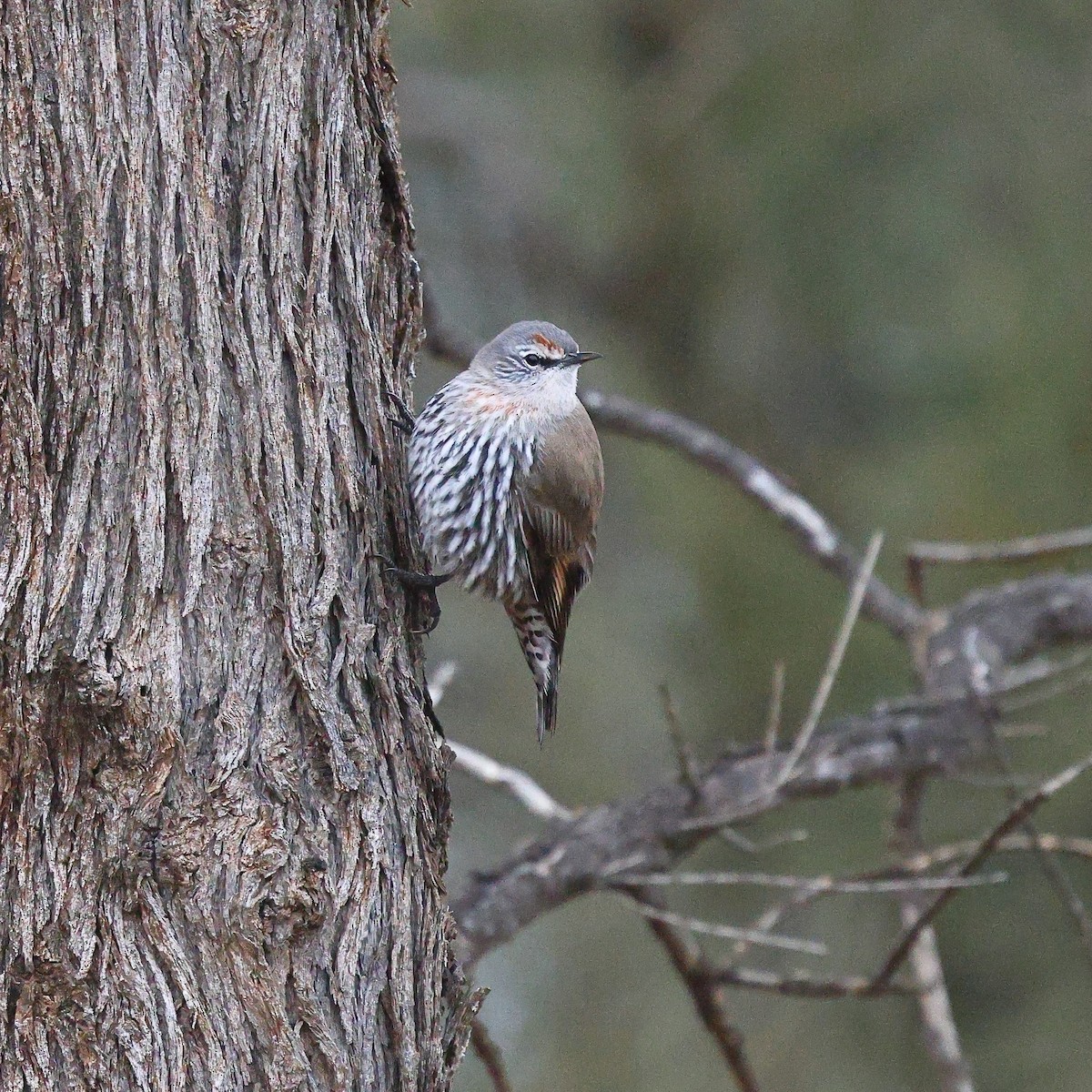 White-browed Treecreeper - ML622967550