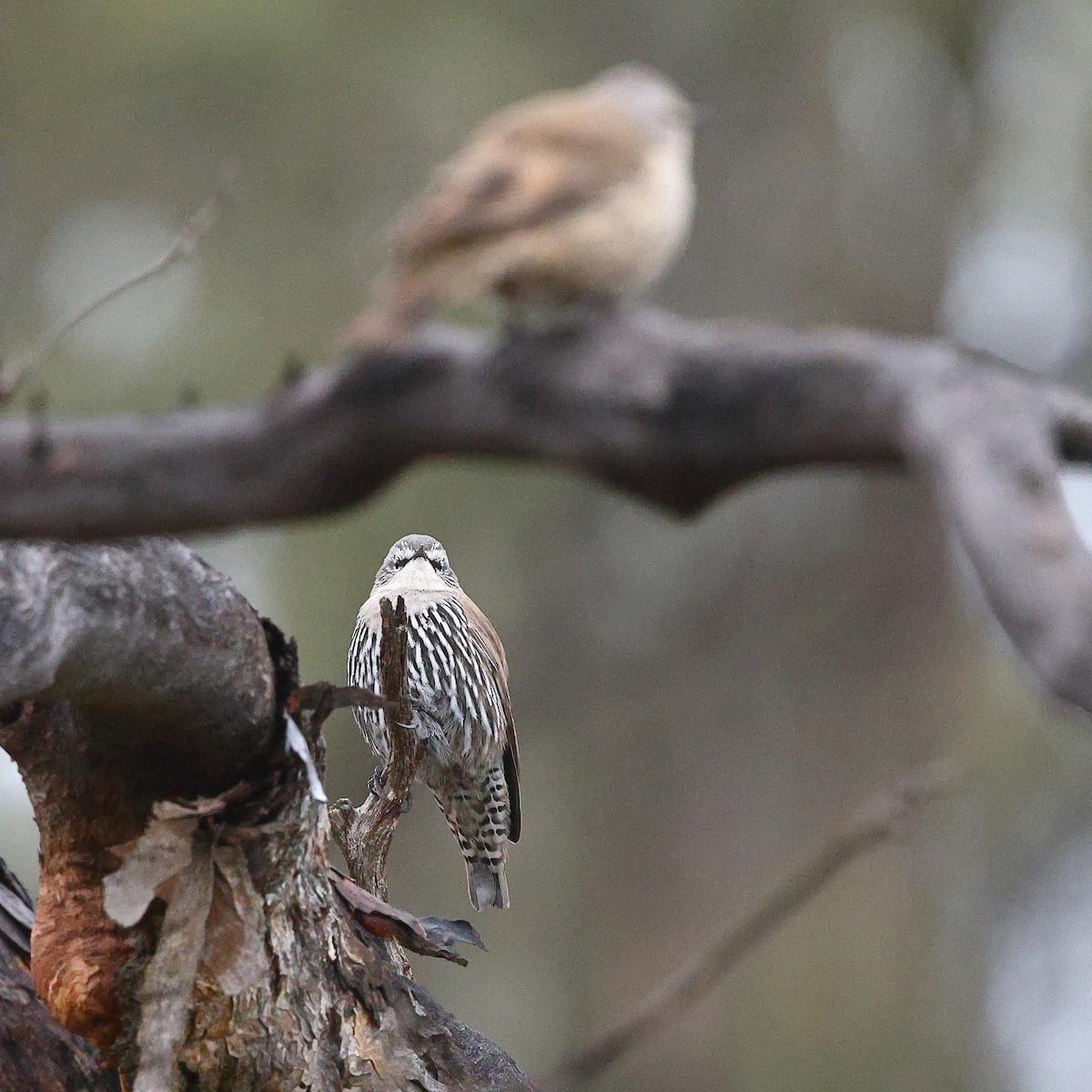 White-browed Treecreeper - ML622967552